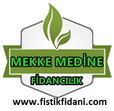 Fistikfidani.com