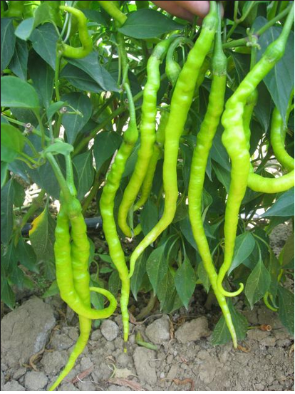 SİVRİ BİBER FİDESİ