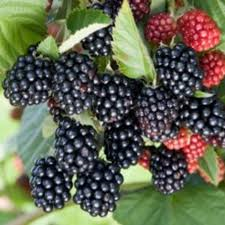 Bursa Yarma Şeftali 