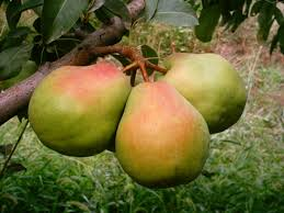 Bursa Yarma Şeftali 