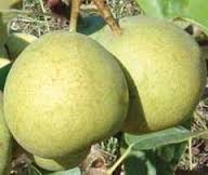 Bursa Yarma Şeftali 