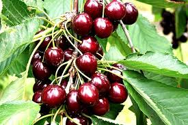 Bursa Yarma Şeftali 