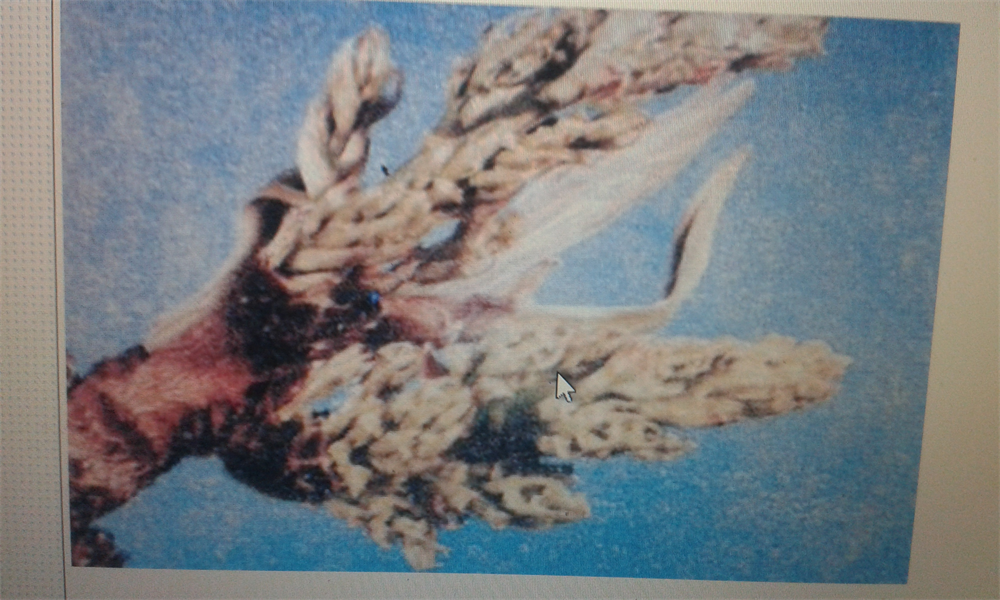 Antep Aşılı Fıstık Fidanı Erkek 