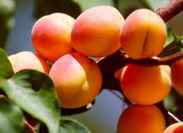 Malatya Kaysı Fidanı