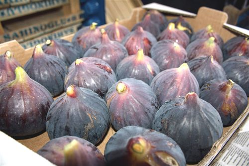 Siyah İncir Fidanı