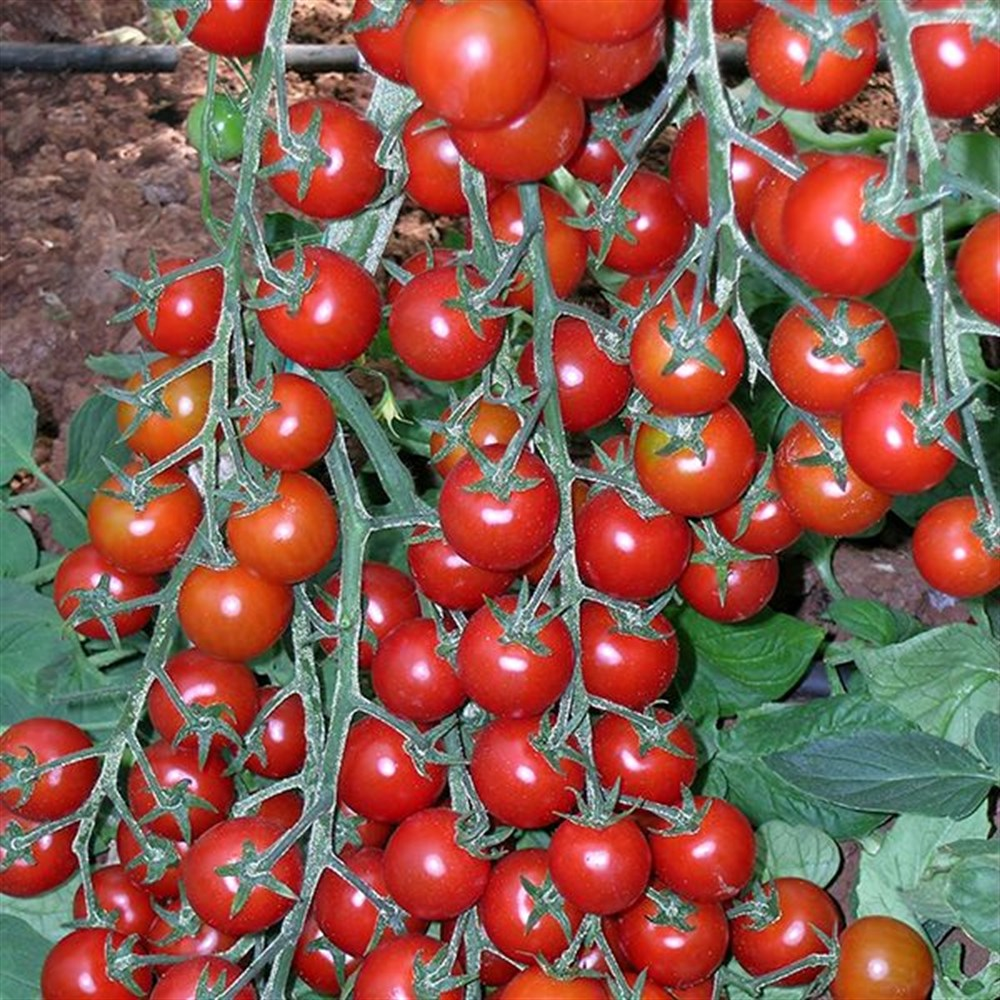 ÇERİ DOMATES FİDESİ