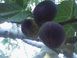 Bursa Yarma Şeftali 