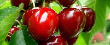 Bursa Yarma Şeftali 